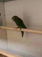 Pyrrhura Hofmani, Dieren en Toebehoren, Vogels | Parkieten en Papegaaien