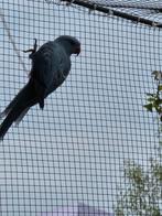 4 joune Halsbandparkieten , voor elke vogel.", Dieren en Toebehoren, Pluimvee