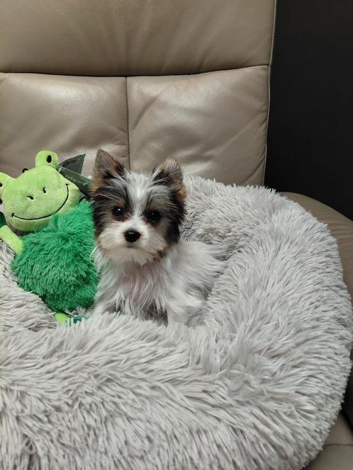 Biewer yorkshire reutje, Dieren en Toebehoren, Honden | Jack Russells en Terriërs, Reu, Yorkshire Terriër, Fokker | Professioneel