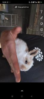 Baby konijntjes, Dwerg, Hangoor