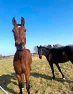Weidemaatje aangeboden (adoptie), Dieren en Toebehoren