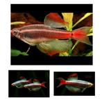 Chinese danio, Dieren en Toebehoren, Vissen | Vijvervissen