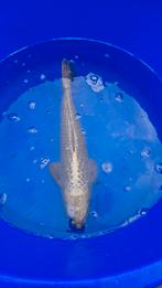 4 koi, Dieren en Toebehoren, Vissen | Vijvervissen