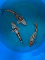 Japanse koi 20-25cm, Dieren en Toebehoren, Karper of Koi