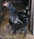 Broedeieren Brahma groothoen