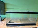 Terraium, Dieren en Toebehoren, Reptielen en Amfibieën | Toebehoren, Ophalen, Gebruikt, Terrarium of Paludarium