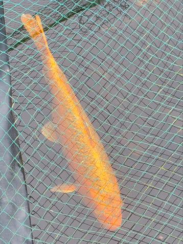 Te koop goudkleurige  kooi tussen 40 en 45 cm  beschikbaar voor biedingen