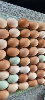 Verse kippen eieren, Divers, Produits alimentaires, Enlèvement ou Envoi
