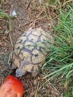 Griekse landschildpad man, Dieren en Toebehoren, Reptielen en Amfibieën, Schildpad, 7 tot 10 jaar