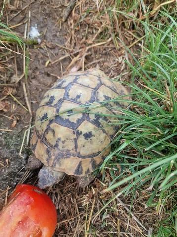 Griekse landschildpad man beschikbaar voor biedingen
