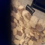 Tapijt, Ophalen, Gebruikt, 100 tot 150 cm, Grijs