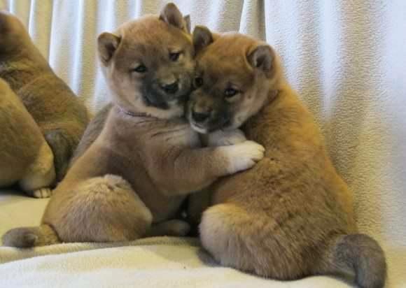 chiots toshiba inu élevés à la ferme disponibles, Animaux & Accessoires, Chiens | Huskys, Loulous & Types primitifs, Plusieurs animaux