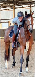 Spring - kweekmerrie, Animaux & Accessoires, Chevaux, Avec pedigree, 160 à 165 cm, Ne s'applique pas, Cheval de saut