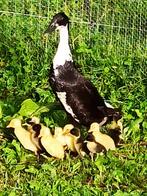 Canards Coureurs, Sexe inconnu, Canard