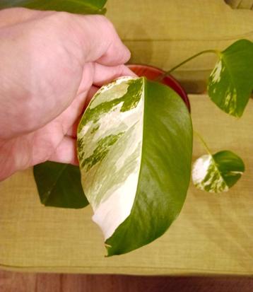 PHILODENDRON MONSTERA VARIEGATA groene kamerplant beschikbaar voor biedingen