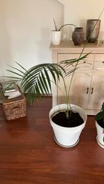 Kamerplant. Palm. Nog 5 keuzes., Huis en Inrichting, Kamerplanten, Ophalen, Palm