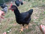 Barnevelder groot Haan - gevacineerd, Dieren en Toebehoren, Pluimvee, Mannelijk, Kip