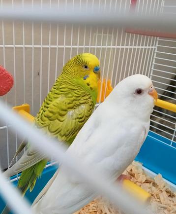 Couple perruche avec une belle cage, Animaux & Accessoires, Plusieurs animaux, Perruche, Domestique