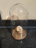 Apenschedel in stulp, Antiek en Kunst, Ophalen