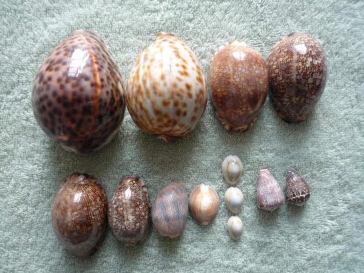 Schelpen Zeldzaam porselein uit de Indische Oceaan-13 stuks, Verzamelen, Mineralen en Fossielen, Schelp(en), Ophalen of Verzenden