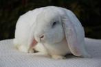 Rex widder hangoor voedster, Dieren en Toebehoren, Konijnen, Vrouwelijk, Klein, Hangoor, 0 tot 2 jaar