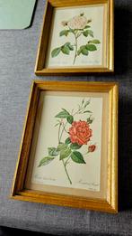2 cadres repro lithographie botanique  vintage ., Gebruikt, Ophalen of Verzenden