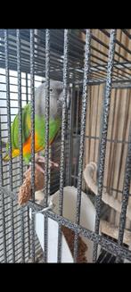 Opzoek naar bonte boer pop 3-5jaar, Dieren en Toebehoren, Vogels | Parkieten en Papegaaien, Vrouwelijk, Papegaai, Geringd