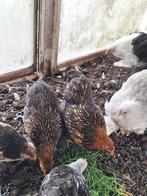 cochin kriel kippen, Dieren en Toebehoren, April, Vrouwelijk