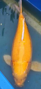 Japoense Koi Doitsu , 55cm ( zij is dik ), Dieren en Toebehoren, Vissen | Vijvervissen, Karper of Koi