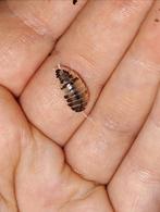 Porcellio laevis diary cows, Dieren en Toebehoren, Insecten en Spinnen, Overige soorten