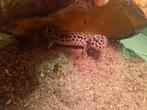 Leopard gecko, Dieren en Toebehoren