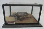 grenouille en peluche antique dans une boîte de taxidermie d, Antiquités & Art, Envoi