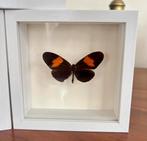 Vlinder taxidermie Heliconius Erato, Ophalen, Zo goed als nieuw
