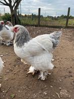 Brahma kippen, Dieren en Toebehoren