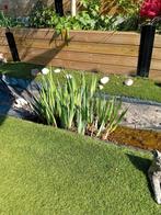 Wateririssen, Tuin en Terras, Planten | Tuinplanten, Ophalen