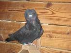 Limburgse kraagduif, Dieren en Toebehoren, Vogels | Duiven, Meerdere dieren, Overige soorten
