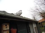 Duiven kooters, Meerdere dieren, Overige soorten