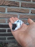 Jonge campbelli dwerghamsters, handtam, groepje, Dieren en Toebehoren, Knaagdieren, Hamster
