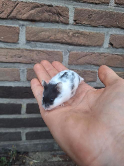 Jonge campbelli dwerghamsters, handtam, groepje, Dieren en Toebehoren, Knaagdieren, Hamster