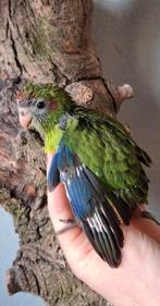 Handtamme kakariki man, Dieren en Toebehoren, Tam