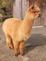 Alpaca jaarlingen te koop lichtbruine merrie  2 donker hengs, Dieren en Toebehoren, Schapen, Geiten en Varkens, Meerdere dieren