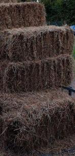 Kleine balen hooi, Dieren en Toebehoren, Ophalen, Vee