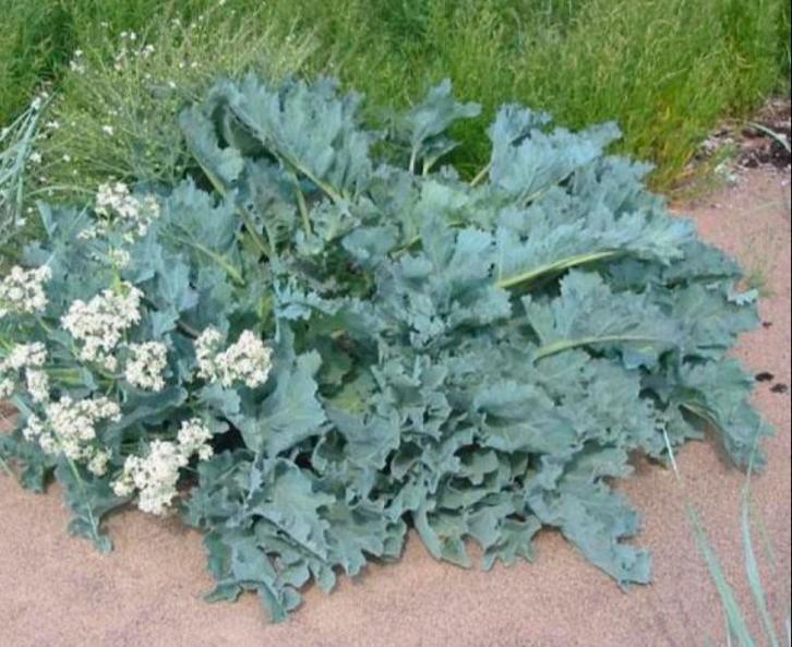 Zaden wilde zeekool (10 zaden), Tuin en Terras, Bloembollen en Zaden, Ophalen of Verzenden