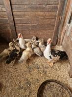 Jonge barberie eenden te koop, Dieren en Toebehoren, Pluimvee