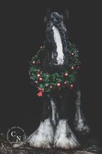 Prachtige tinker/irish cob dekhengst ter dekking, E pony (1.48m - 1.57m), Gechipt, Niet van toepassing, Hengst