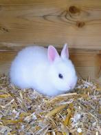 Kleurdwerg konijntjes, Dieren en Toebehoren, Konijnen