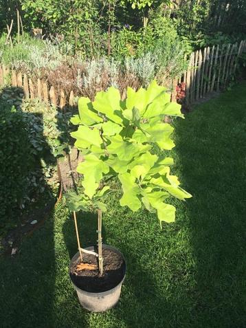 Quercus velutina beschikbaar voor biedingen