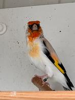 Koppel eumo putters 2025, Dieren en Toebehoren, Vogels | Overige Vogels, Meerdere dieren, Wildzangvogel, Geringd