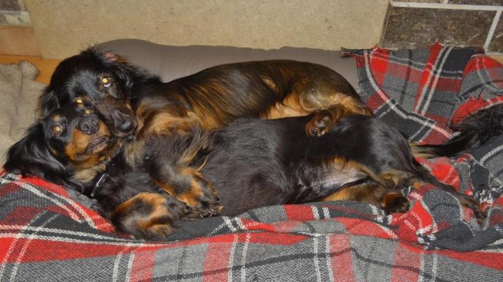 Hondenopvang, Diensten en Vakmensen, Dieren | Honden | Verzorging, Oppas en Les, Particuliere oppas