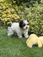 Biewer York pupjes, Dieren en Toebehoren, Yorkshire Terriër, België, CDV (hondenziekte), 8 tot 15 weken